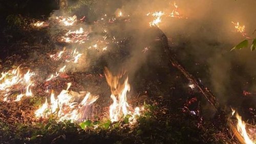 Berlin: Wieder Waldbrand im Grunewald – 4.000 Quadratmeter in Flammen