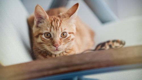 Katzen verstehen: Das will Ihr Haustier Ihnen sagen