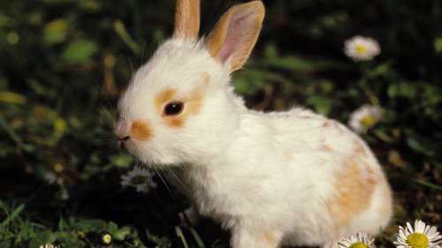 Hannover: Lebende Kaninchen in Plastikbox entsorgt