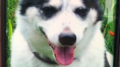 NRW: Mann entführt Hund in Rhede – es gibt einen schlimmen Verdacht
