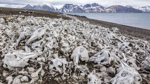 WWF-Chef: Problem des Artensterbens könnte Klimakrise übertreffen