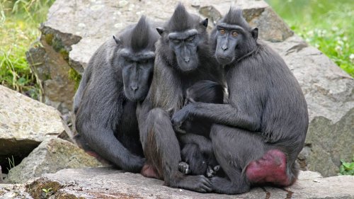 Bad Schandau in Sachsen: Sechs Affen aus dem Zoo ausgebrochen und