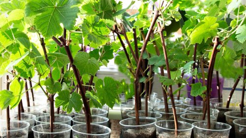 Mini-Weinanbau auf dem Balkon: So einfach pflanzen Sie Weinreben im Topf an