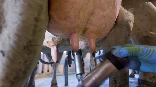 Rinderkrankheit Ischämische Zitzennekrose: Kühe beißen sich selbst Zitzen ab