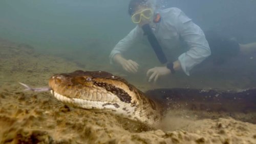 Gigantische neue Schlangenart entdeckt – Weltrekord