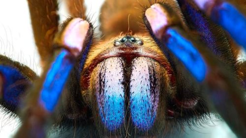 Wie im Abenteuerfilm! YouTuber und Spinnenforscher entdecken gemeinsam eine neue Tarantelart