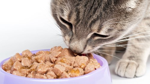 Haustierbesitzer priorisieren Ernährung von Hund und Katze vor der eigenen