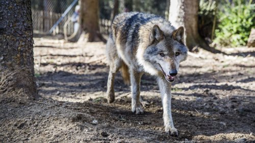 Jagd auf Problemwolf in Burgdorf verboten: Er riss von der Leyens Pony
