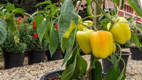 Paprika pflanzen: Pflege auf dem Balkon und im Garten – Tipps und Tricks