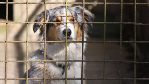 Tierheim Brinkum: Einrichtung am Limit – Dringender Hilferuf
