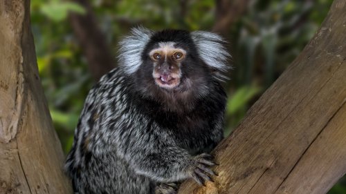 Aus Angst vor Affenpocken: Angriffe auf Affen in Brasilien mehren sich