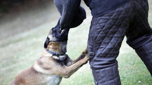 Polizeihund in Hamburg niedergestochen: Peta kritisiert Einsatz – Missbrauch als Waffe