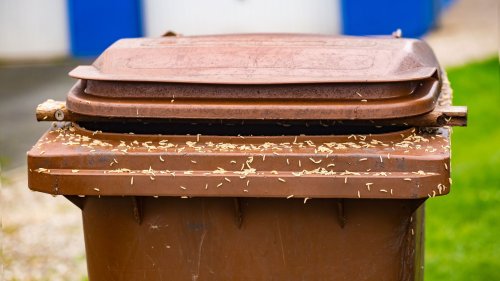 Maden in der Mülltonne: Wie Natron gegen die Schädlinge helfen kann