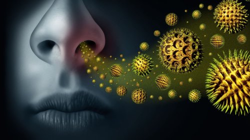 Allergische Sinusitis: Wenn die Nasennebenhöhlen verstopfen