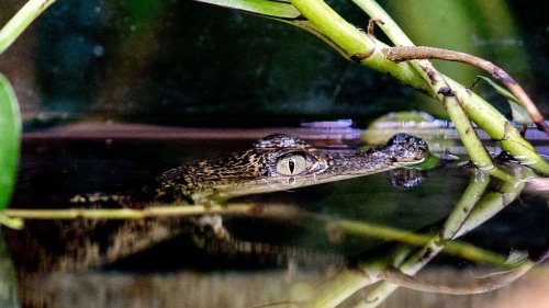 Paten für Krokodil-Baby gesucht: Aufruf aus "Seelter Reptilienhuus"