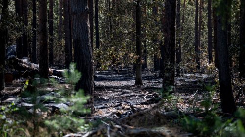Feuer im Grunewald: Feuerwehr gibt Entwarnung – Wald weiter gesperrt