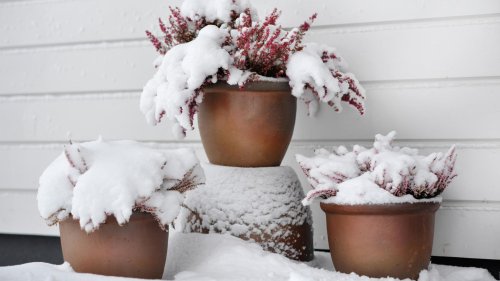Kübelpflanzen überwintern: Tipps für Kübelpflanzen im Winter