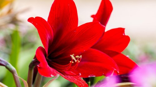Amaryllis überwintern/übersommern: Pflege vor und nach der Blüte