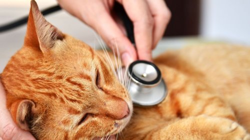 Vergiftungsgefahr: Dieses Mittel kann für Katzen tödlich sein