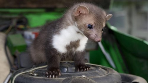 Marder: Diese Hausmittel vertreiben die Tiere aus dem Auto