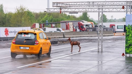 Studie zu Wildunfällen: Ausweichen macht es schlimmer