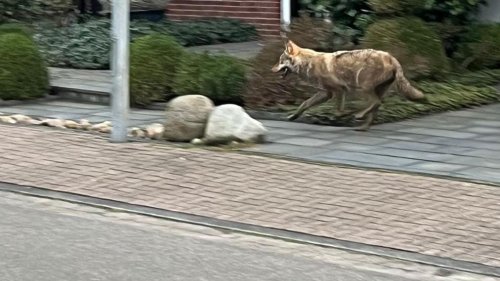Wolf in Weyhe? Behörden bestätigen Sichtung