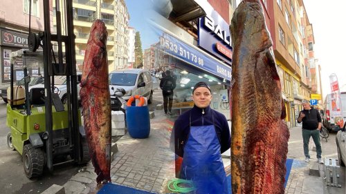Meriç Nehri’nde 3 metrelik yayın balığı yakalandı; kilosu 450 liradan satışta