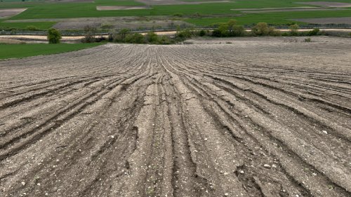 Ayçiçeği sel ve doludan zarar gördü; sigorta şirketi yüzde 11 hasar oranı açıkladı