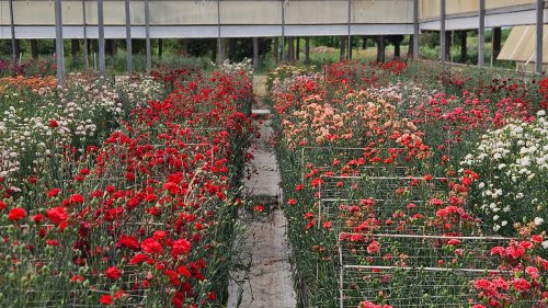 BATEM'den karanfile yerli tür ıslahı: "Fusarium" hastalığı yüzde 70'i aşan kayıplara neden oldu!