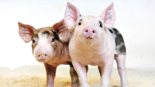 CRISPR-Schweine bald im Supermarkt: USA ebnen Weg für gentechnisch veränderte Lebensmittel
