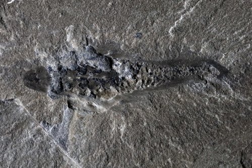 Dieses 500 Millionen Jahre alte Raubtier hatte 3 Augen und Kiemen am Hinterteil