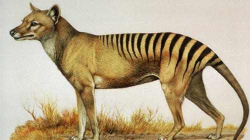 Diese 10 ausgestorbenen Tiere wollen Wissenschaftler zurückbringen