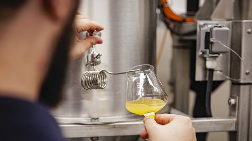 Hopfen war gestern: Wie Forscher mit CRISPR neue Aromen ins Bier bringen