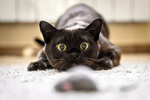 Risiko Smarthome: Katzenfutter-Cam späht Besitzerin aus – Aufnahmen landen im Netz