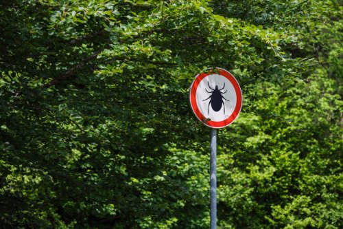 „Eine wunderbare Abwehrreaktion“: Dieser Forscher hat die Superkraft gegen Zecken