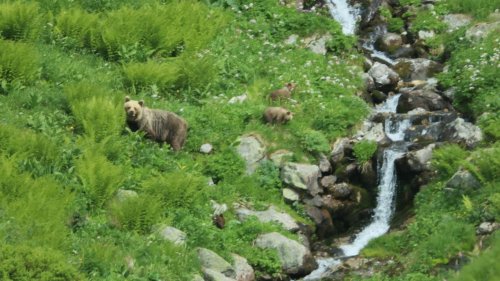 Slowakische Armee geht gegen Braunbären vor