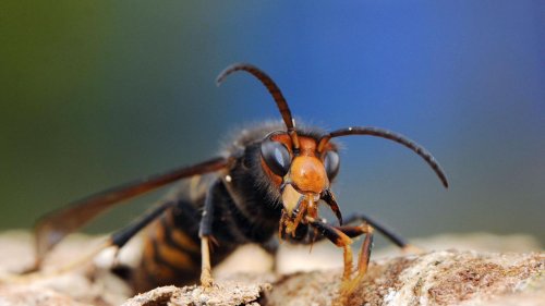 Asiatische Hornisse soll im Saarland verstärkt bekämpft werden