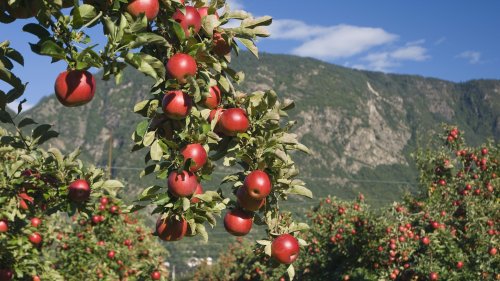 Gespritzt und "naturnah"?