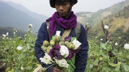 Opium-Anbau in Myanmar nimmt wieder zu