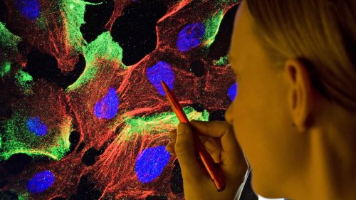 Alarmanlage des Immunsystems