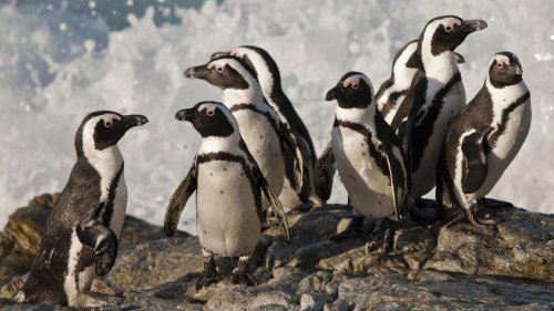 Die Pinguinretter von Kapstadt