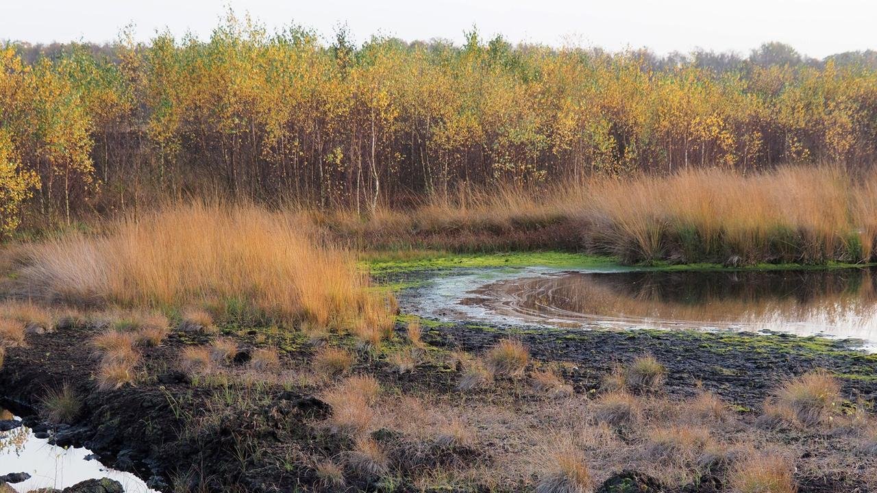 Uni Greifswald: Können Solar-Anlagen auf Moorflächen betrieben werden?