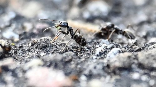 Eingeschleppte Ameisenart könnte auch im Saarland zum Problem werden
