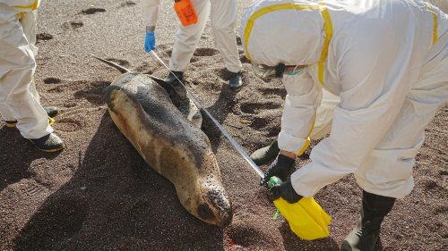 Hunderte Seelöwen an Vogelgrippe verendet