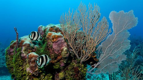 Hoffnung für die Korallengärten in Belize 
