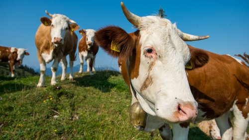 Von teurer Bio-Milch haben Bauern nichts