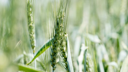 Gen-Weizen als Antwort auf Klimaextreme?