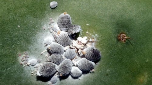 Warum in vielen Lebensmitteln Insekten sind