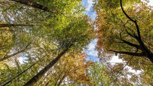 Vom Klimahelfer zum neuen Problembereich