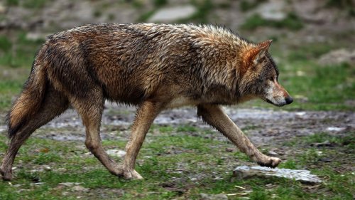 Schweiz gibt zwölf Wolfsrudel zum Abschuss frei